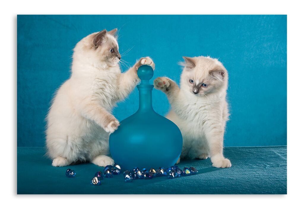 Постер 187 "Игривые кошки" фото 1