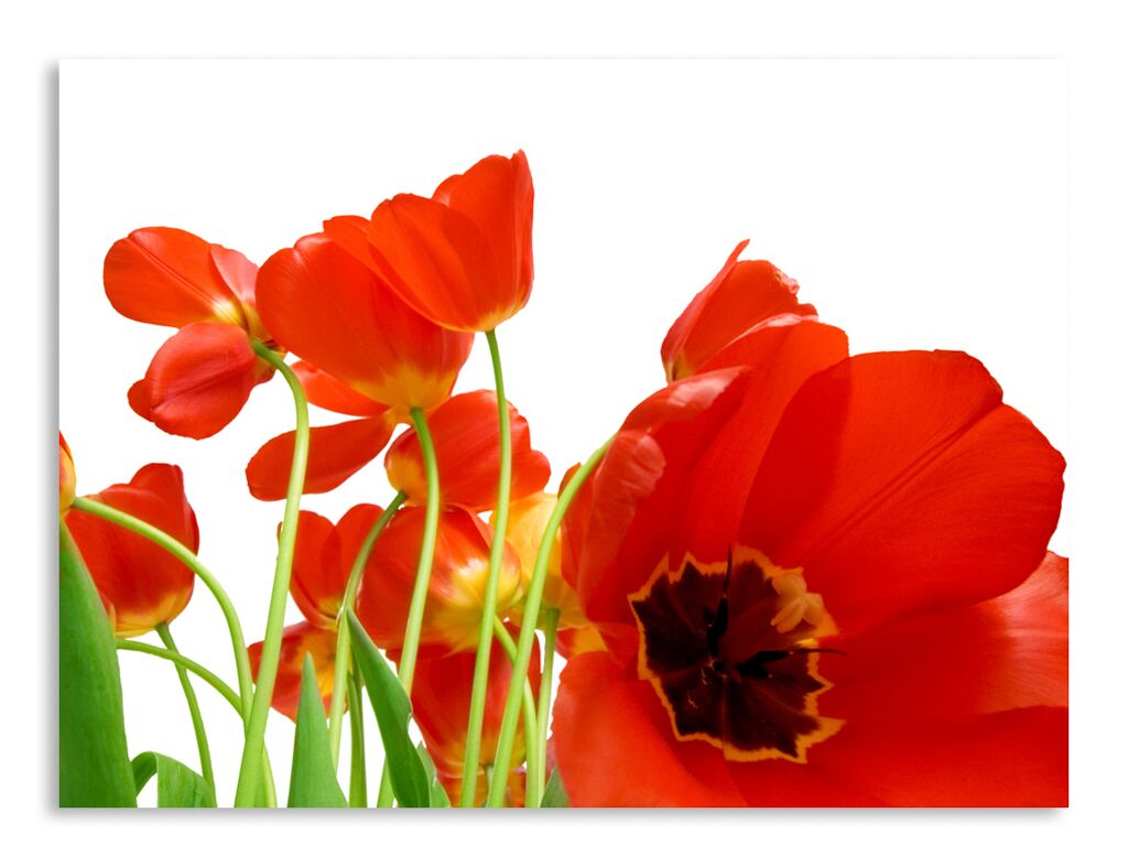 Постер 1172 "Красные тюльпаны" фото 1