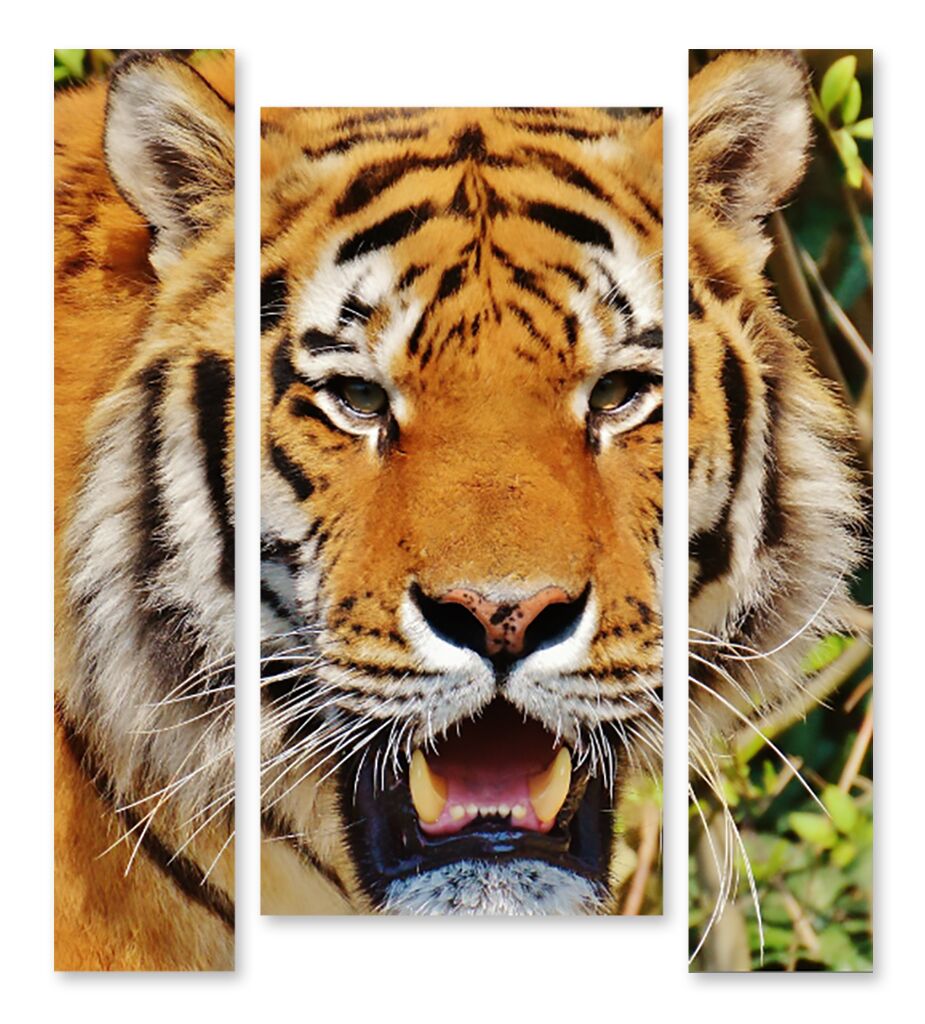 Модульная картина 1387 "Тигр в зной" фото 1