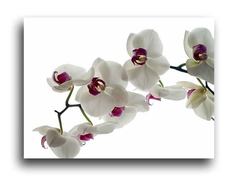 Постер 139 "Белые орхидеи" фото 1