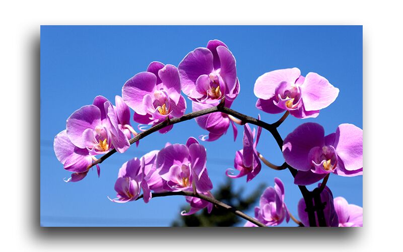 Постер 90 "Сиреневые орхидеи" фото 1