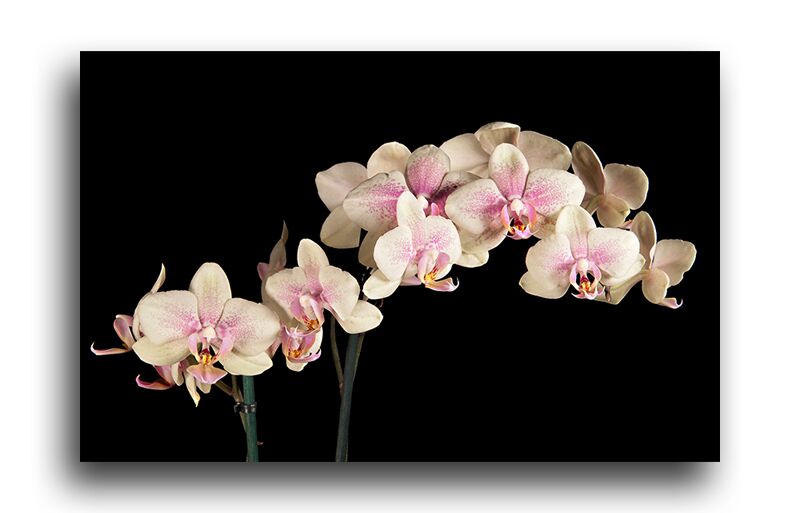 Постер 5786 "Орхидеи" фото 1