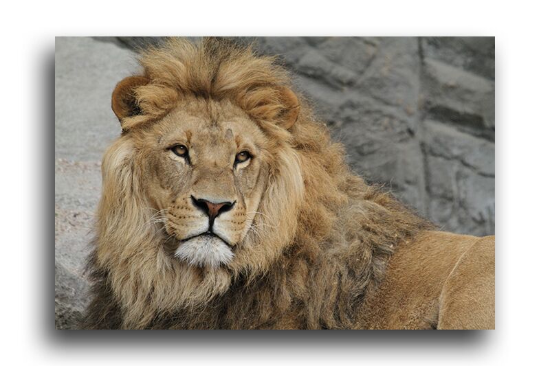 Постер 1324 "Портрет льва" фото 1
