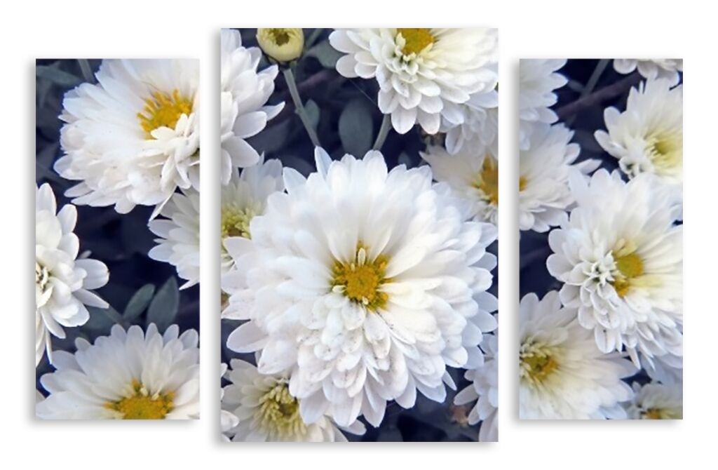 Модульная картина 3055 "Белые хризантемы" фото 1