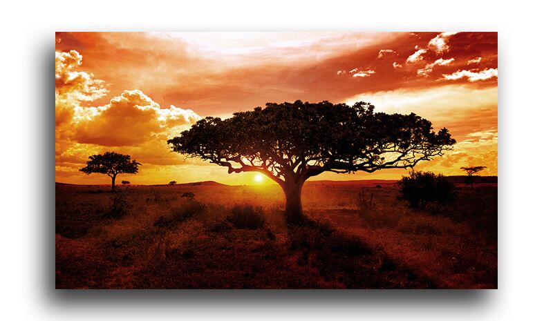 Постер 4976 "Деревья Африки" фото 1