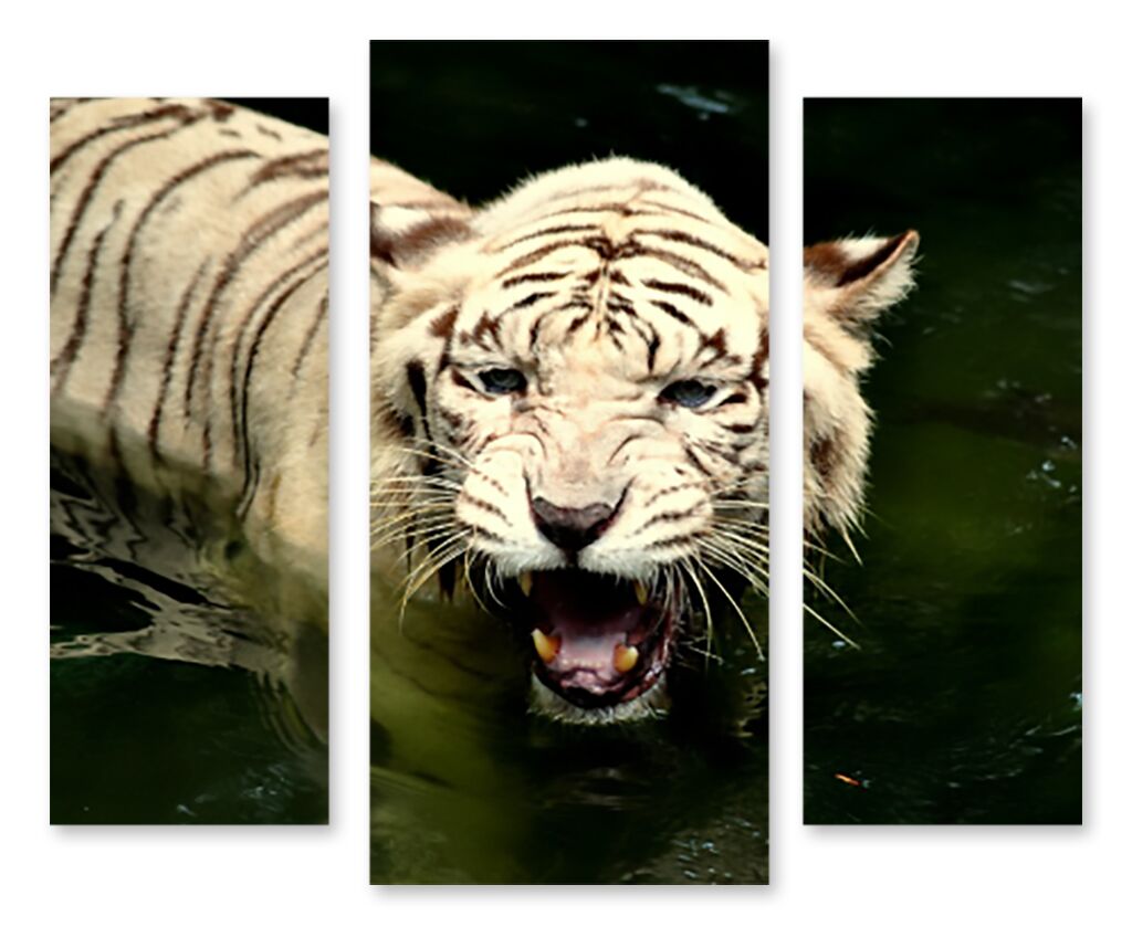Модульная картина 1384 "Разъярённая белая тигрица" фото 1