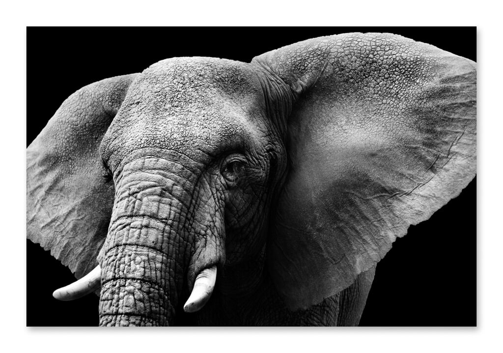 Постер 339 "Старый слон" фото 1