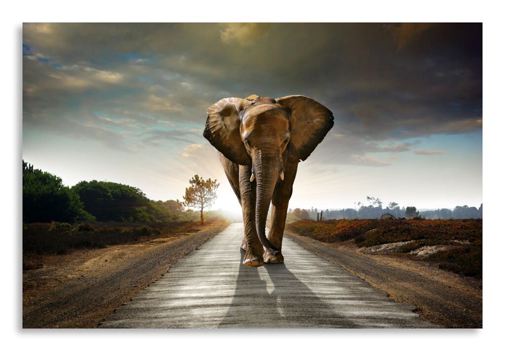 Постер 2506 "Слон на дороге" фото 1