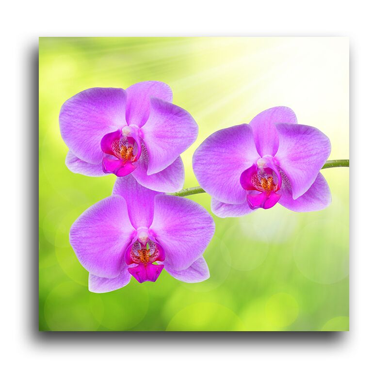 Постер 237 "Розовая орхидея" фото 1