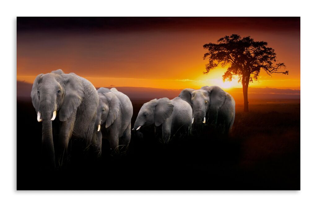 Постер 3254 "Слоны" фото 1