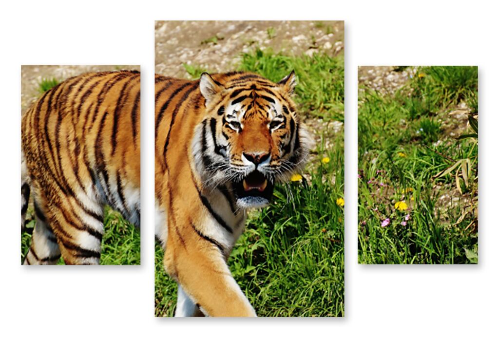 Модульная картина 1389 "Прогулка тигра" фото 1