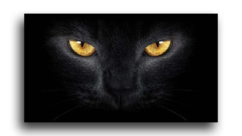 Постер 1489 "Черный кот" фото 1