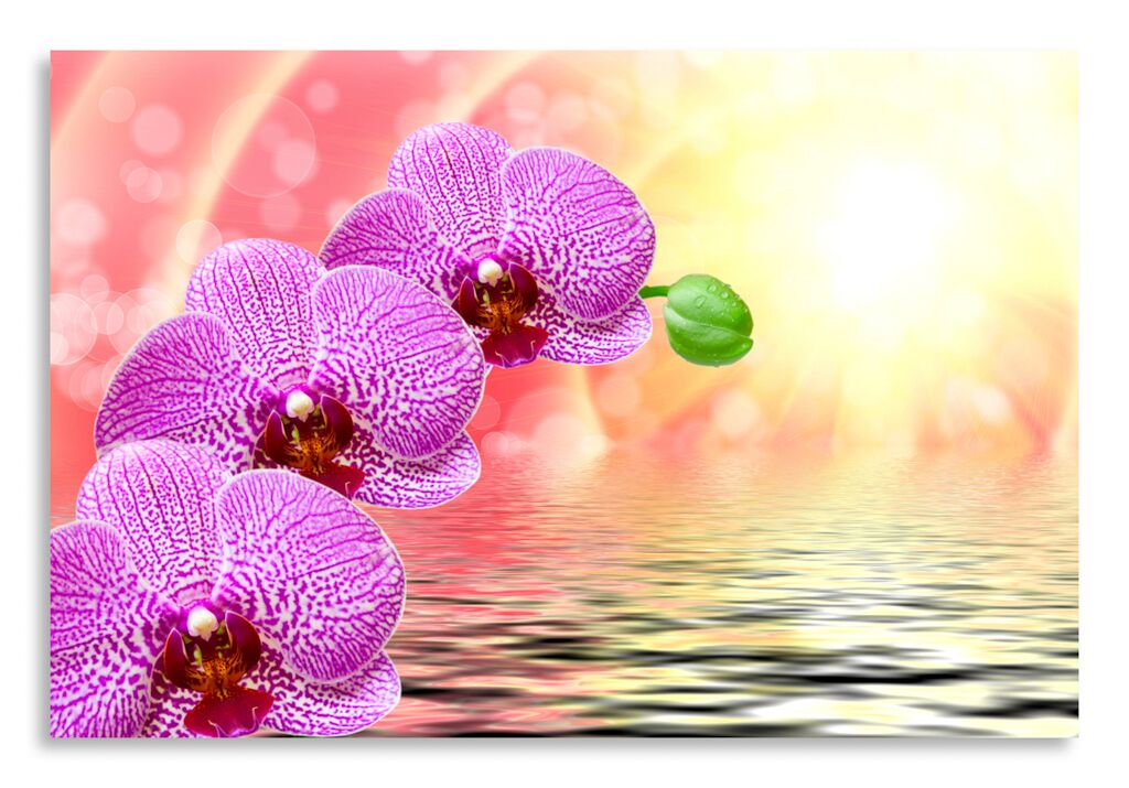 Постер 2655 "Орхидеи" фото 1