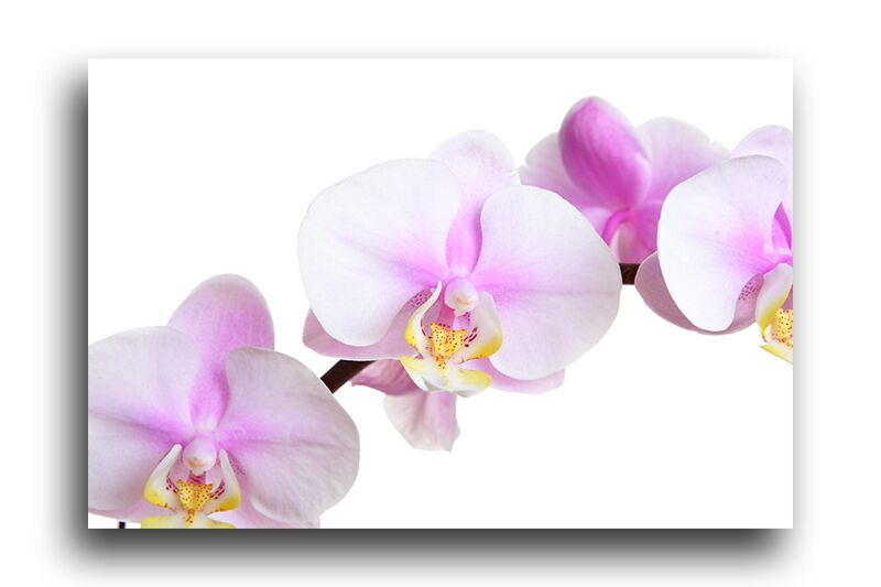 Постер 232 "Розовая орхидея" фото 1