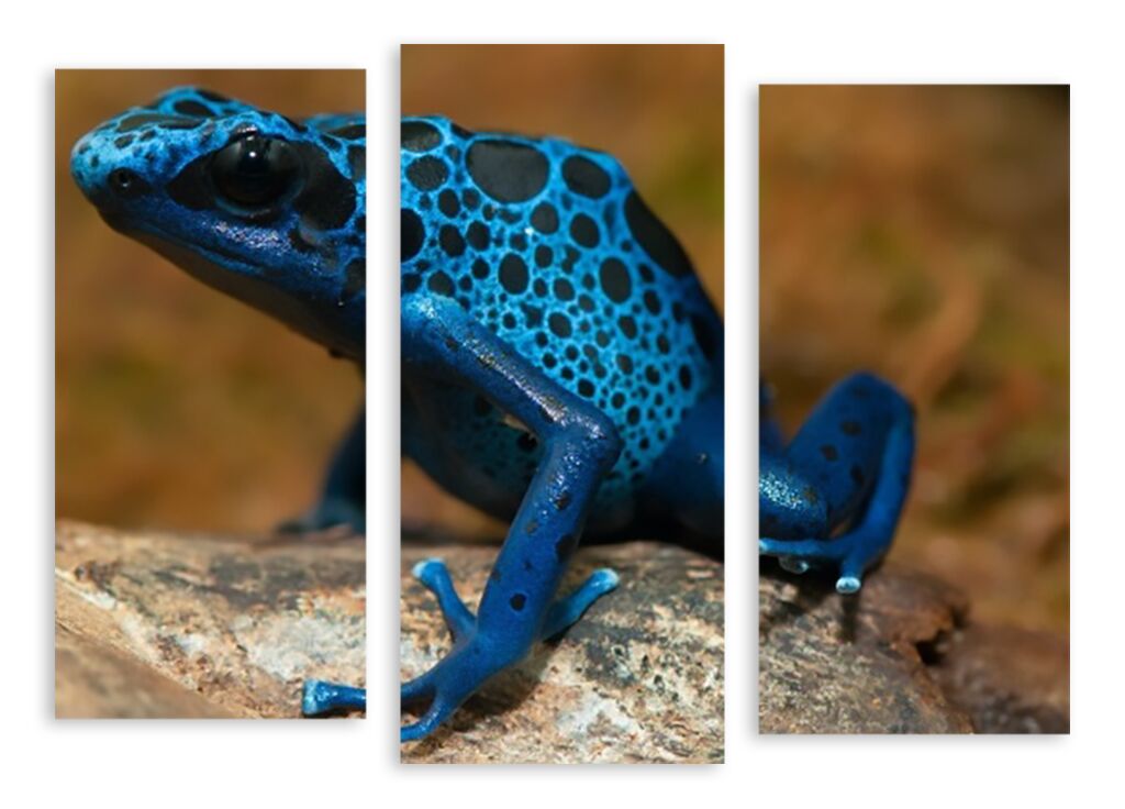 Модульная картина 2105 "Синяя лягушка" фото 1