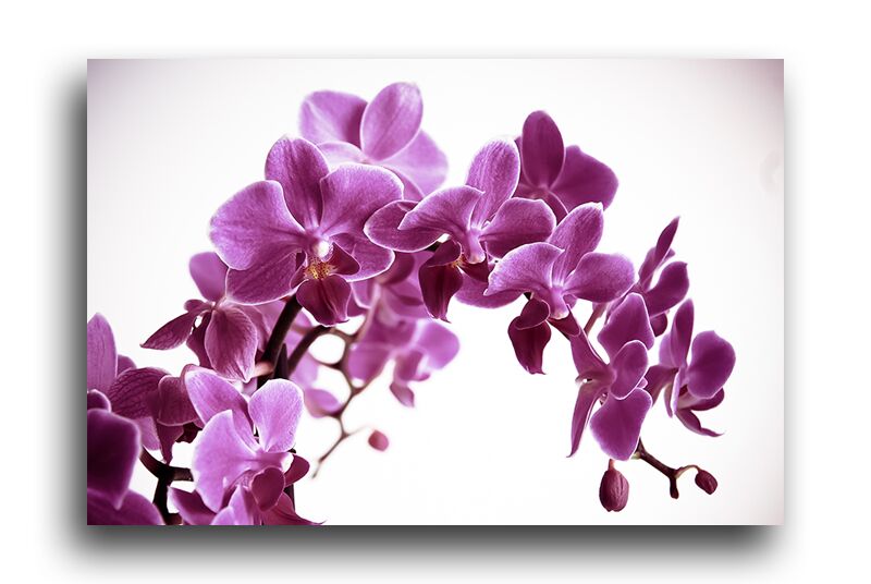 Постер 228 "Фиолетовая орхидея" фото 1