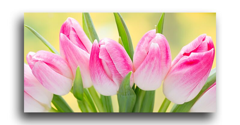 Постер 1691 "Розовые тюльпаны" фото 1