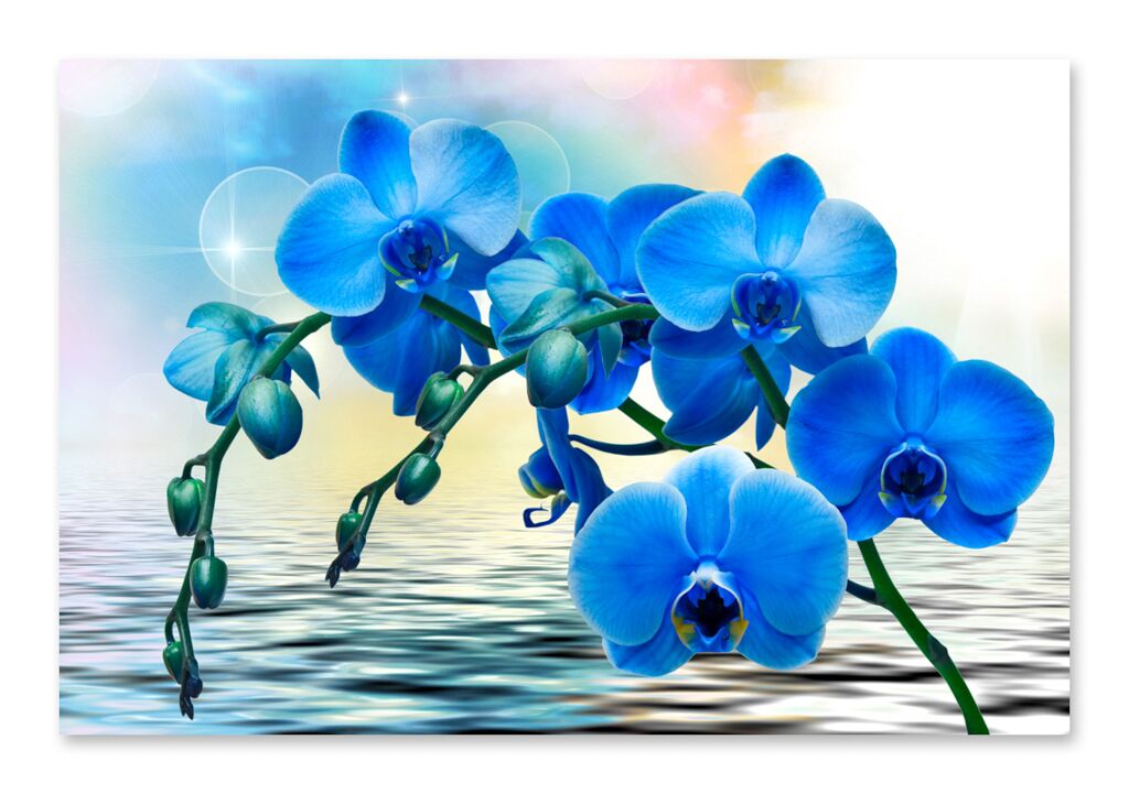 Постер 1719 "Синие орхидеи" фото 1