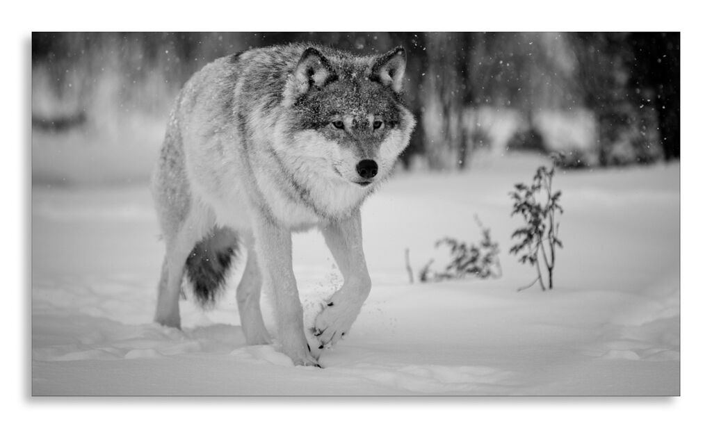 Постер 2756 "Серый волк" фото 1