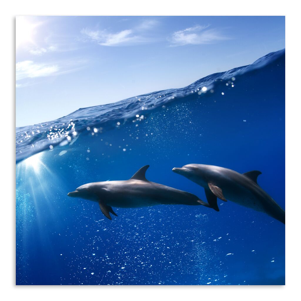 Постер 3542 "Дельфины" фото 1
