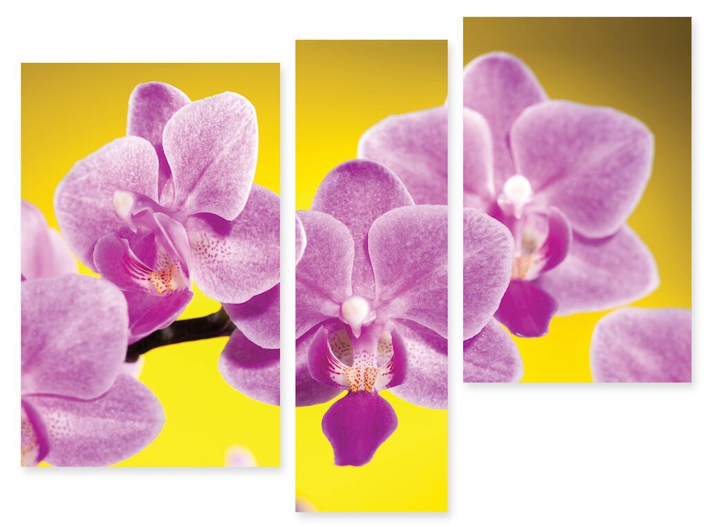 Модульная картина 98 "Орхидеи" фото 1