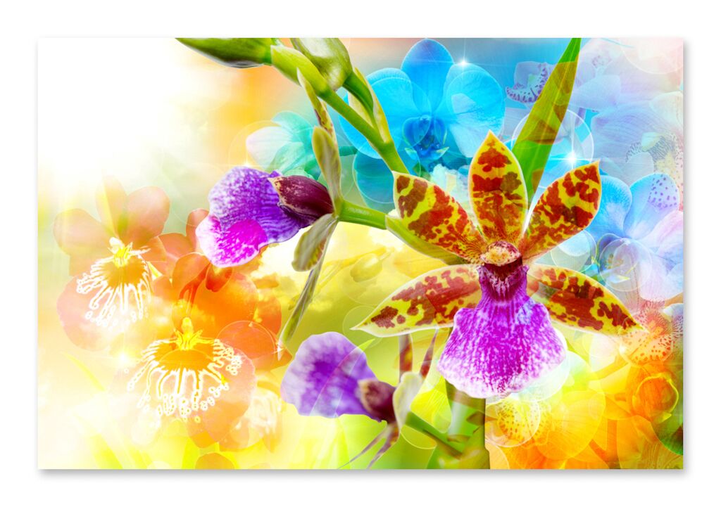 Постер 2172 "Разноцветные орхидеи" фото 1