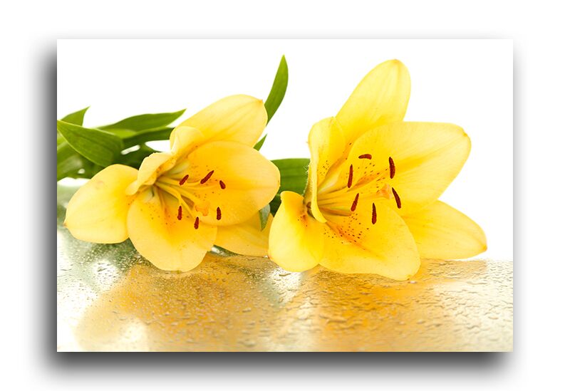 Постер 1630 "Желтые лилии" фото 1