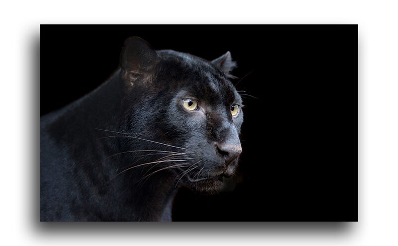 Постер 1376 "Черная пантера" фото 1