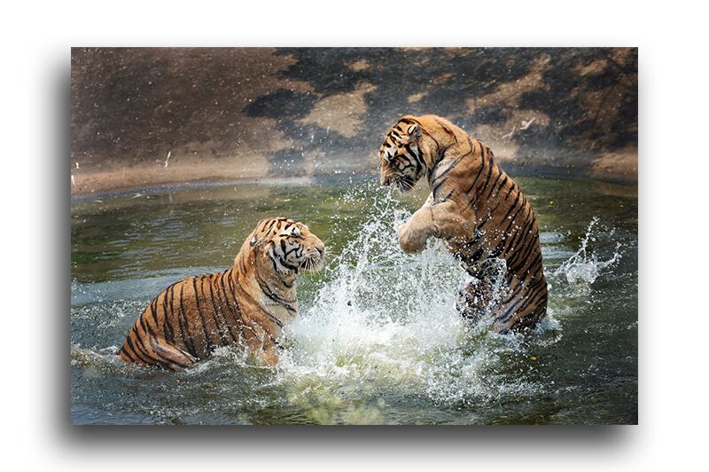 Постер 216 "Тигры" фото 1