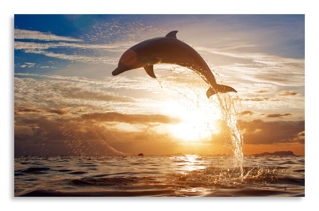 Постер 2967 "Дельфин" фото 1