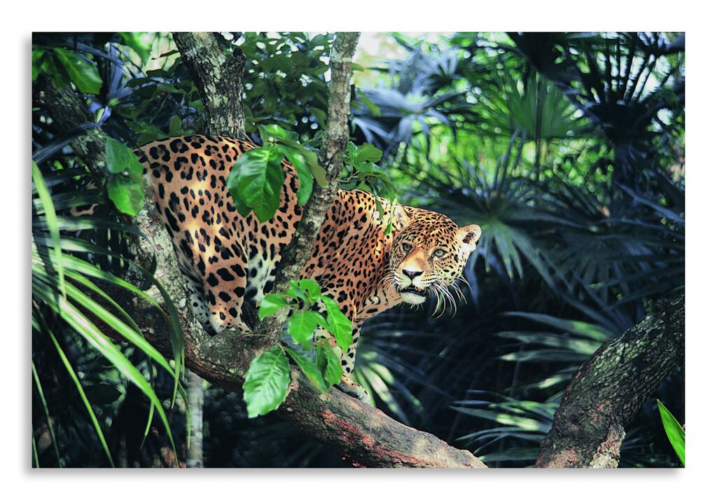 Постер 2498 "Леопардовый ягуар" фото 1