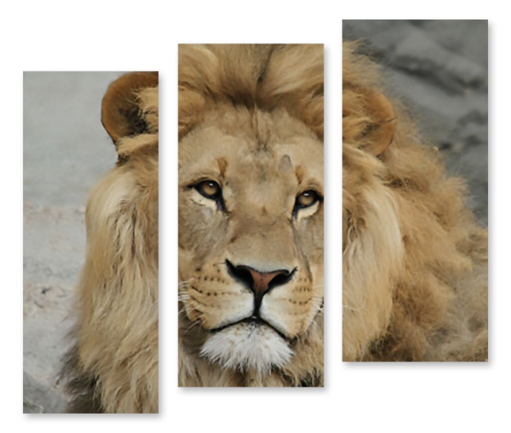 Модульная картина 1324 "Портрет льва" фото 1
