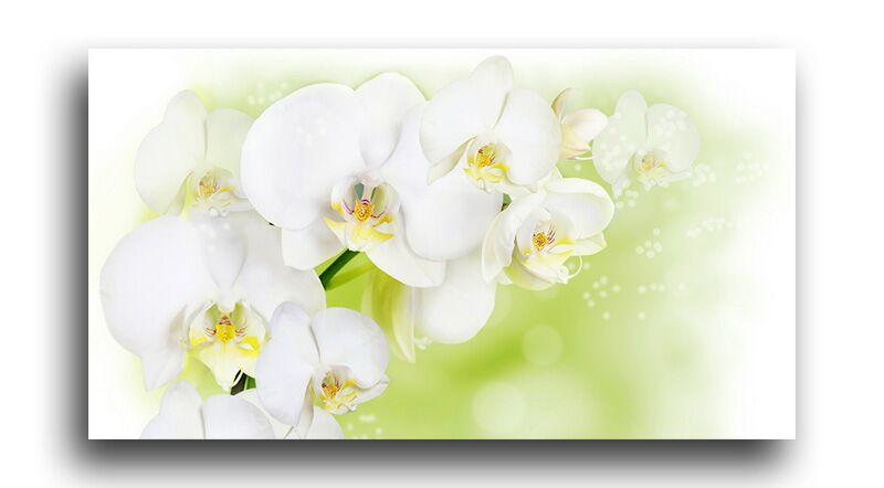 Постер 1861 "Белые орхидеи" фото 1