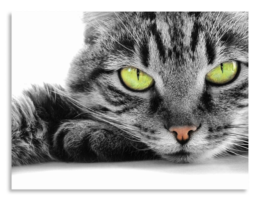 Постер 3101 "Зеленоглазый кот" фото 1