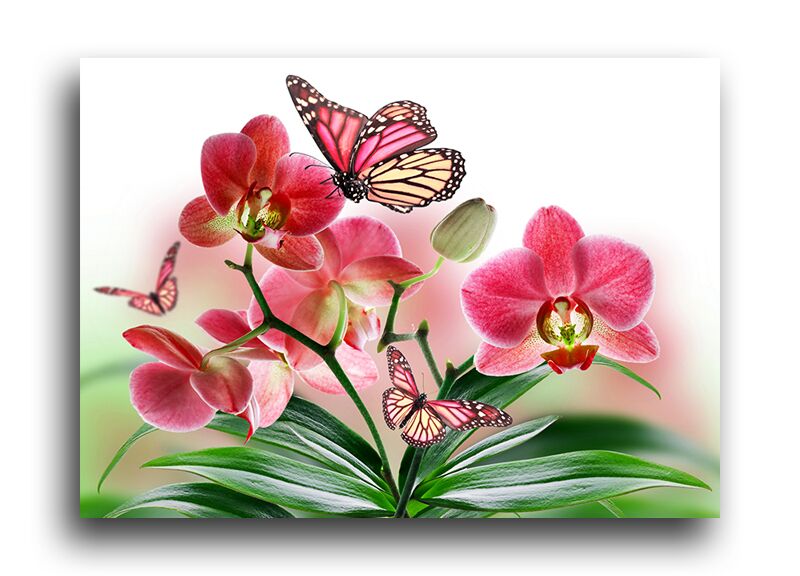 Постер 1784 "Бабочки и орхидеи" фото 1