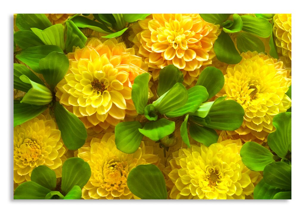 Постер 2258 "Желтые хризантемы" фото 1