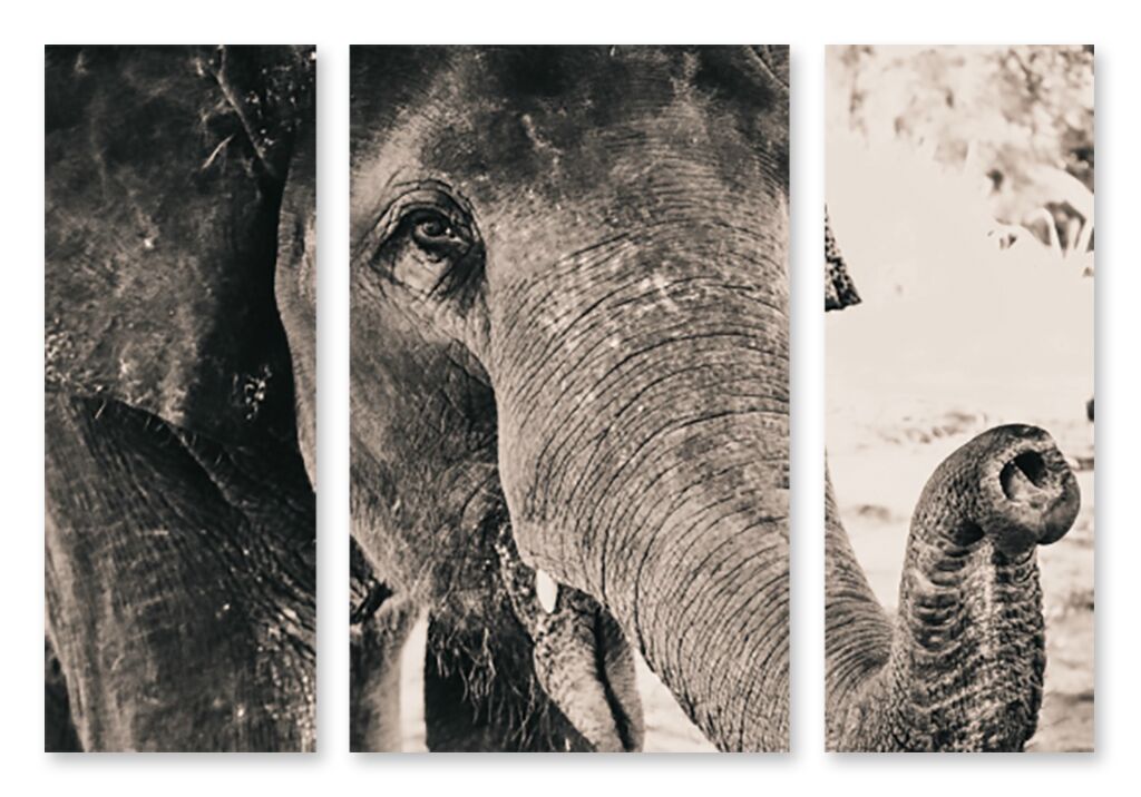 Модульная картина 1407 "Портрет слона" фото 1
