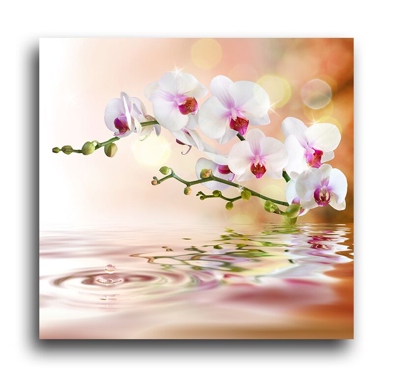 Постер 210 "Орхидеи на воде" фото 1