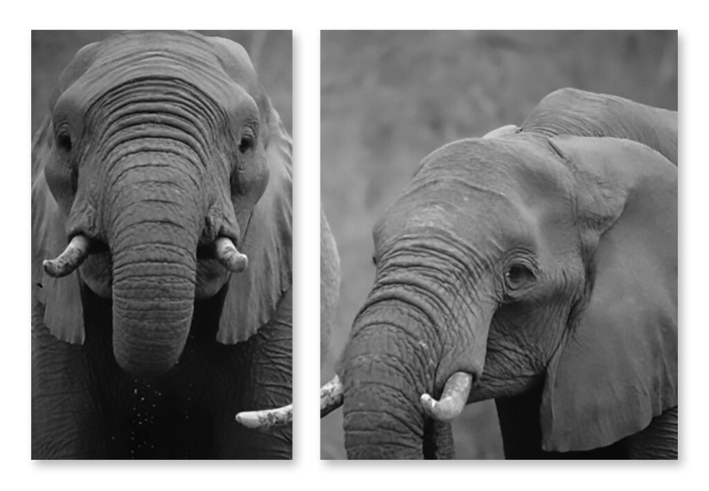Модульная картина 1400 "Семейный портрет слонов" фото 1