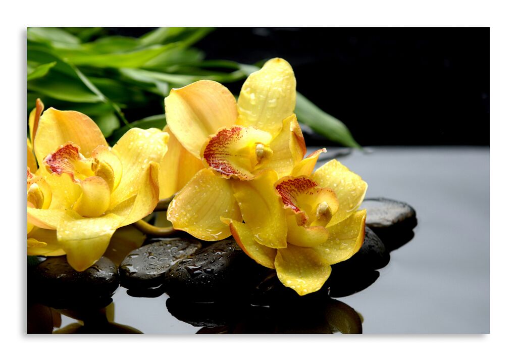 Постер 1183 "Желтые орхидеи" фото 1