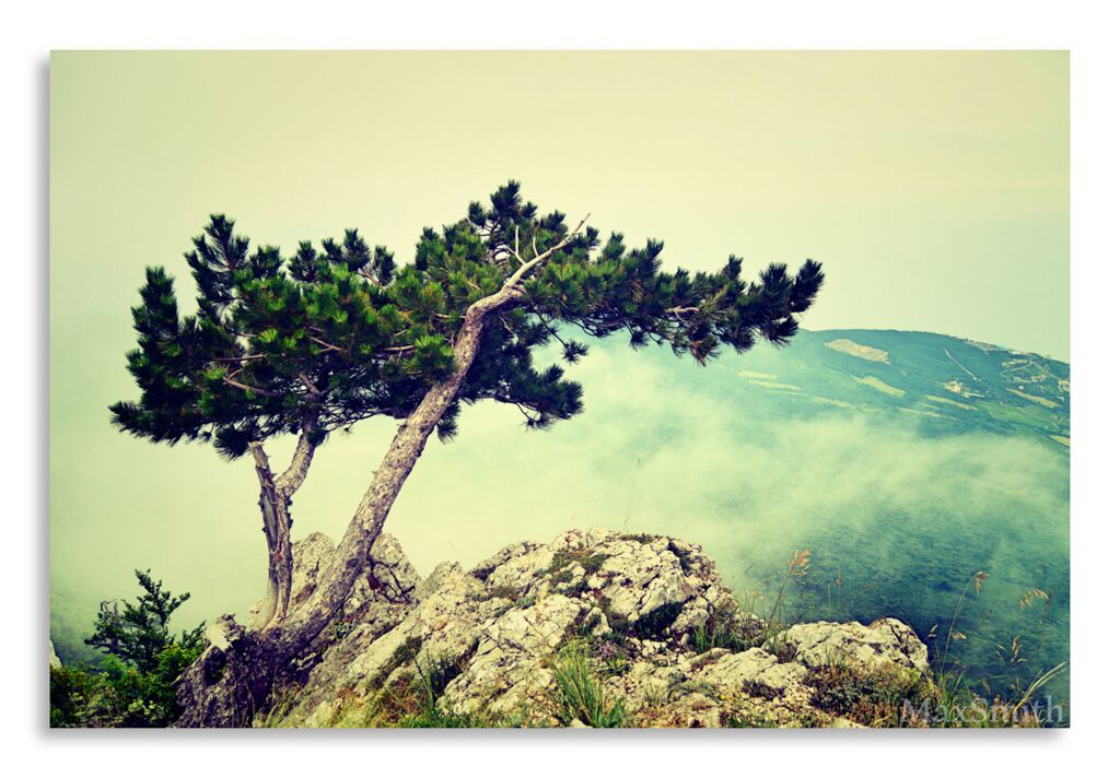 Постер 2417 "Дерево в горах Крыма" фото 1
