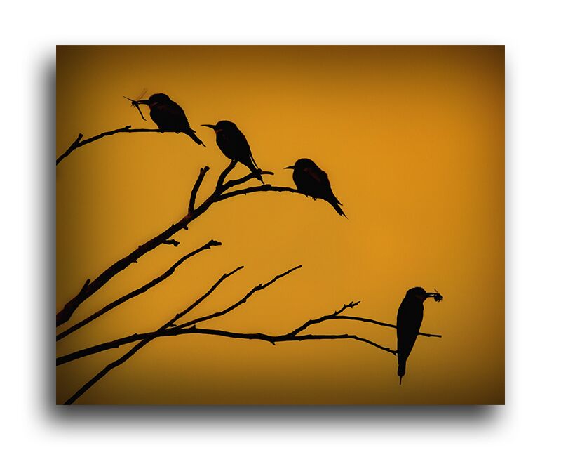 Постер 1410 "Птички на веточках" фото 1