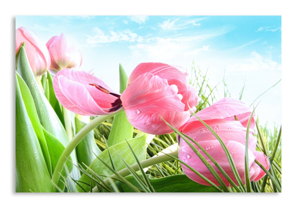 Постер 1169 "Розовые тюльпаны" фото 1