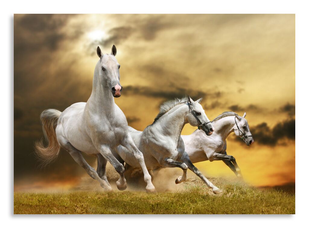 Постер 2662 "3 белых коня" фото 1
