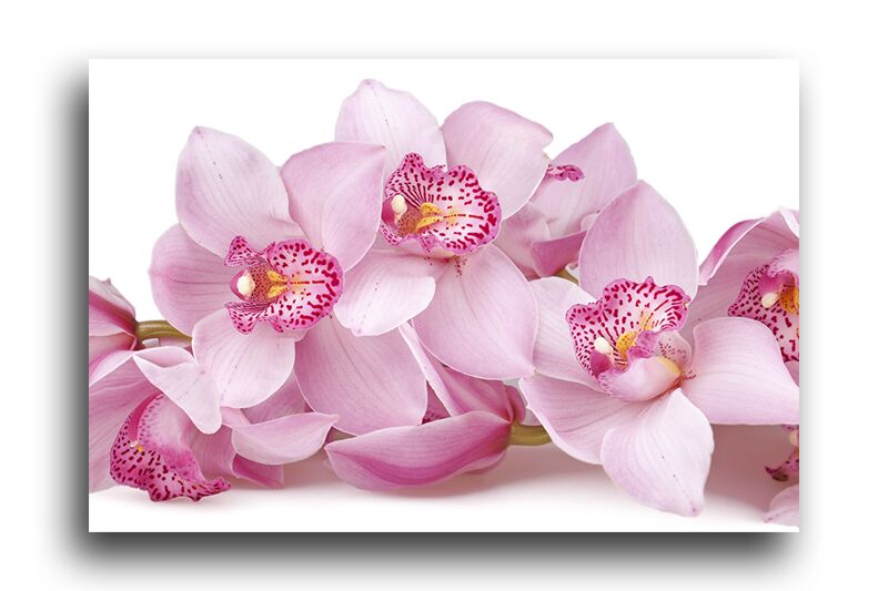 Постер 231 "Розовые орхидеи" фото 1