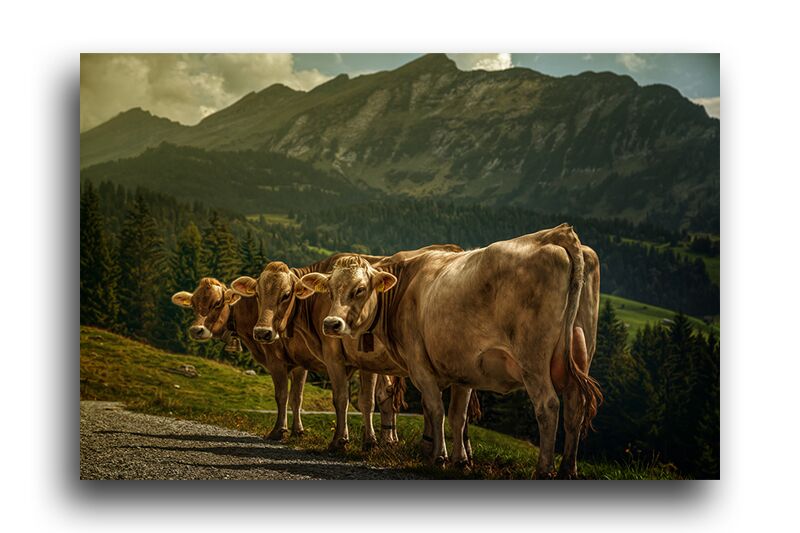 Постер 2556 "Коровы" фото 1