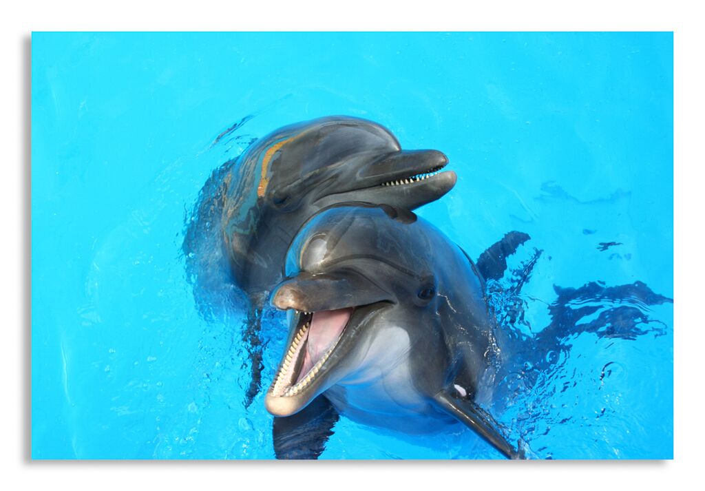 Постер  2339 "Дельфины" фото 1