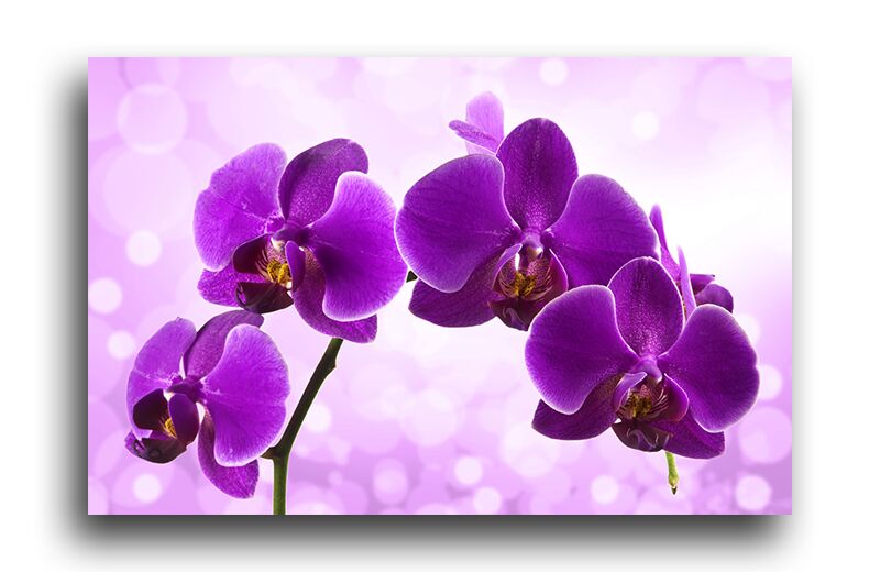 Постер 148 "Орхидеи" фото 1