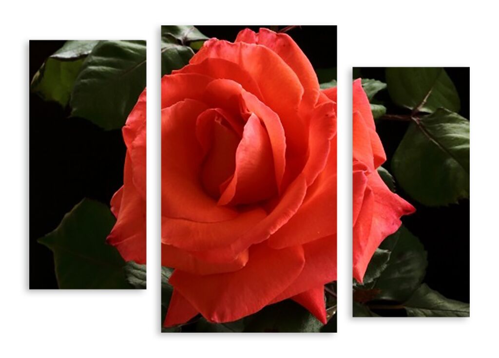 Модульная картина 3627 "Красная роза" фото 1