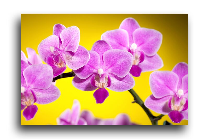 Постер 98 "Орхидеи" фото 1